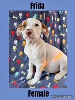 Rescue Mountain Cur Dogs for Adoption in Manchester, Connecticut - Frida | PetCurious