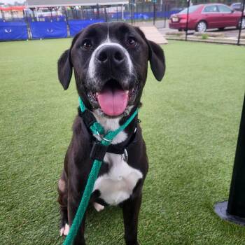 Comet -  Mixed Breed Dog for Adoption in Philadelphia, Pennsylvania - Comet | PetCurious
