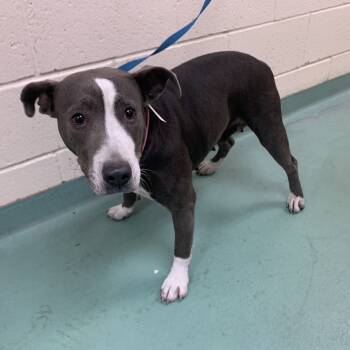 Rescue Mixed Breed Dogs for Adoption in Memphis, Tennessee - Lil Cray | PetCurious