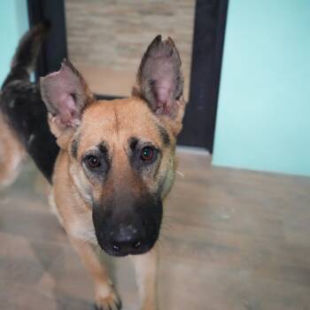 Shadow 8994 -  German Shepherd Dog Dog for Adoption in Loxahatchee Groves, Florida - Shadow 8994 | PetCurious