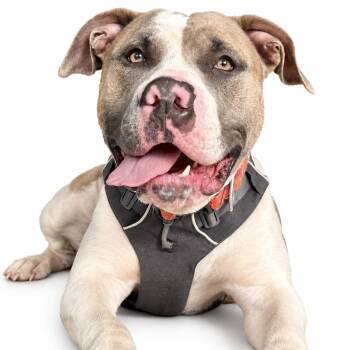 Meatball -  American Bulldog and American Staffordshire Terrier Dog for Adoption in Shakopee, Minnesota - Meatball | PetCurious