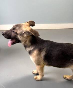 Belgian Shepherd Malinois and Mixed Breed Dogs Available for Adoption in Hawk Point, Missouri - Marshall | PetCurious