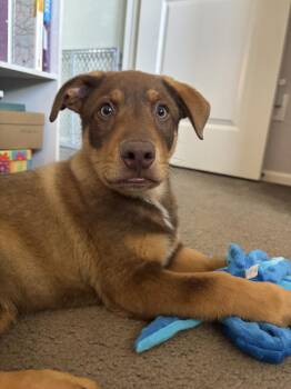 Bruno -  Shepherd and Australian Cattle Dog Blue Heeler Dog for Adoption in Denver, Colorado - Bruno | PetCurious