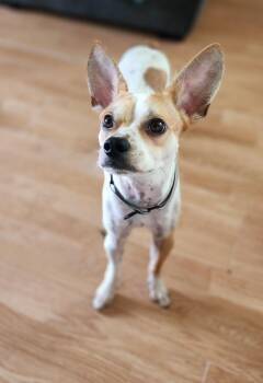Rescue Chihuahua Dogs for Adoption in Racine, Wisconsin - George Lee | PetCurious