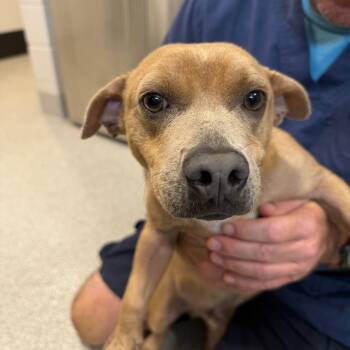 Mixed Breed Dogs Available for Adoption in Englewood, Florida - Suky | PetCurious