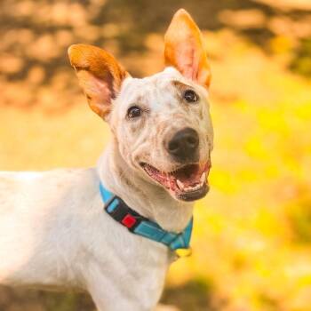 Freckles -  Cattle Dog and Mixed Breed Dog for Adoption in Springboro, Ohio - Freckles | PetCurious