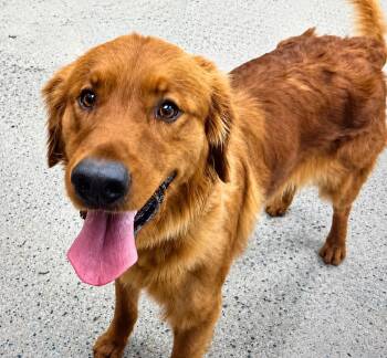 Tajin -  Golden Retriever Dog for Adoption in Littleton, Colorado - Tajin | PetCurious