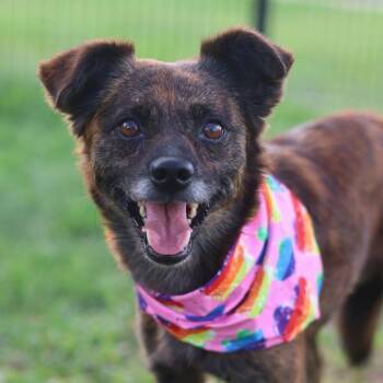 CHEEPI -  Terrier Dog for Adoption in San Antonio, Texas - CHEEPI | PetCurious