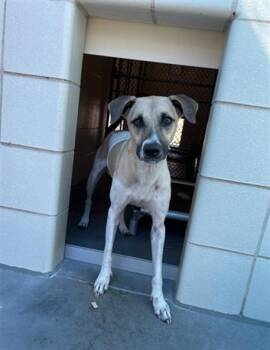 ABRAGAIL -  Whippet and Mixed Breed Dog for Adoption in Corpus Christi, Texas - ABRAGAIL | PetCurious