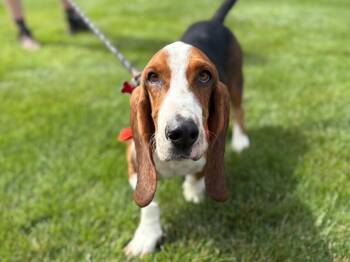 Rescue Basset Hound Dogs for Adoption in Salt Lake City, Utah - Harley | PetCurious