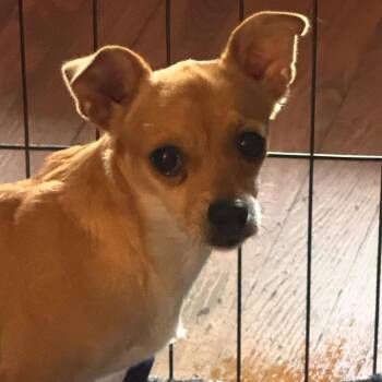 Pinkie -  Chihuahua Dog for Adoption in Rockville, Maryland - Pinkie | PetCurious