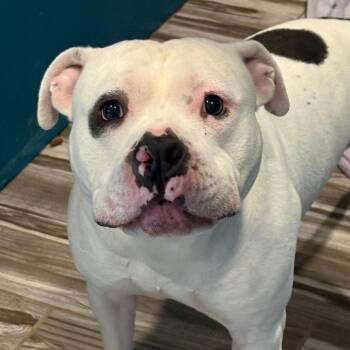 American Bulldog Dogs Available for Adoption in West Des Moines, Iowa - Pirate | PetCurious