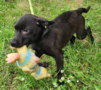 260600  Belle -  Labrador Retriever and Catahoula Leopard Dog Dog Available for Adoption in Wetumpka, Alabama - 260600  Belle | PetCurious