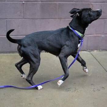 Mixed Breed Dogs Available for Adoption in Chamblee, Georgia - Haley | PetCurious
