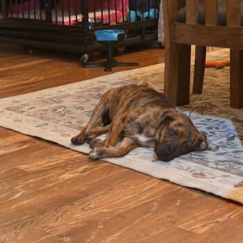 Gypsy -  Boxer and Retriever Dog for Adoption in Starkville, Mississippi - Gypsy | PetCurious