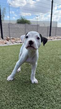 Trend -  American Bully Dog for Adoption in Phoenix, Arizona - Trend | PetCurious