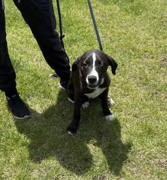 Oliver -  Mixed Breed and Retriever Dog for Adoption in Bourbonnais, Illinois - Oliver | PetCurious