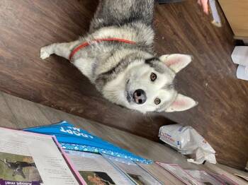 Rescue Husky Dogs for Adoption in Albemarle, North Carolina - Bond | PetCurious