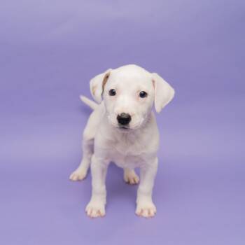 Rescue Mountain Cur and Mixed Breed Dogs for Adoption in New York, New York - Trix | PetCurious