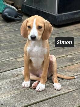 Simon -  Beagle Dog for Adoption in Buffalo, Missouri - Simon | PetCurious