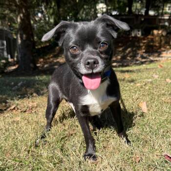 Rescue Chihuahua and Boston Terrier Dogs for Adoption in Latrobe, Pennsylvania - Razzles | PetCurious