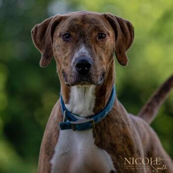 Rescue Coonhound and Vizsla Dogs for Adoption in Henderson, Kentucky - Arnold(Charlie) | PetCurious