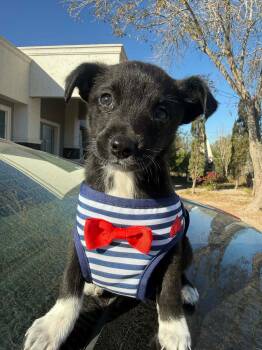 Labrador Retriever Dogs Available for Adoption - Benito | PetCurious