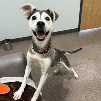 Meko -  Husky Dog Available for Adoption in Sault Ste. Marie, Michigan - Meko | PetCurious