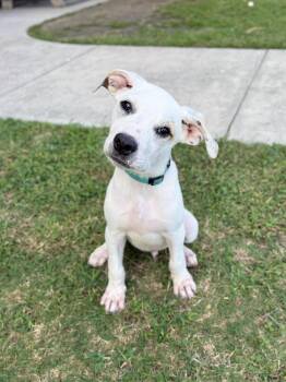 Casper -  Mixed Breed Dog for Adoption in Mount Pleasant, South Carolina - Casper | PetCurious