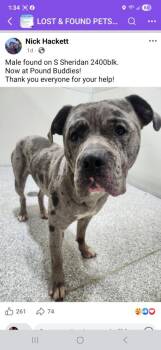 Mastiff and Mixed Breed Dogs Available for Adoption in Muskegon, Michigan - Stetson | PetCurious