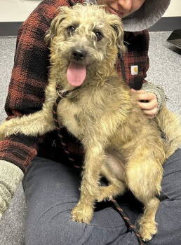 Rescue Border Terrier Dogs for Adoption in Sparta, Illinois - Rugrat | PetCurious
