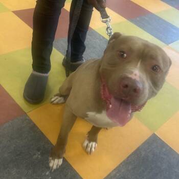 Pit Bull Terrier Dogs Available for Adoption - Draco | PetCurious