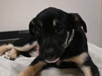 Ingrid -  Shepherd Dog for Adoption in Portland, Oregon - Ingrid | PetCurious