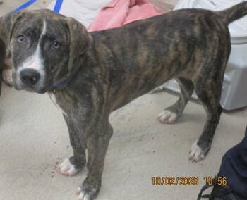 Posty(302) -  Pit Bull Terrier Dog for Adoption in Marietta, Georgia - Posty(302) | PetCurious