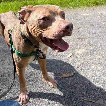 Blaze -  Mixed Breed Dog for Adoption in Fairport, New York - Blaze | PetCurious