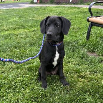 Black Labrador Retriever and Labrador Retriever Dogs Available for Adoption in Quakertown, Pennsylvania - Jimmy | PetCurious