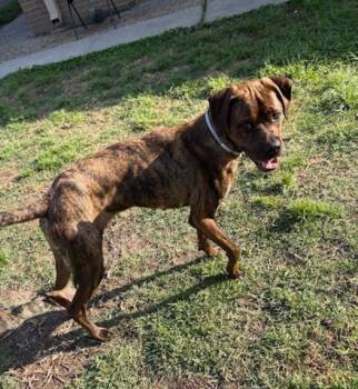 Boxer and Plott Hound Dogs Available for Adoption - APOLLO | PetCurious
