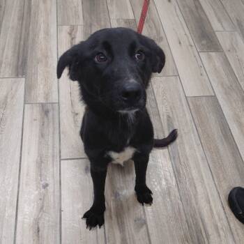 Rescue Border Collie and Australian Shepherd Dogs for Adoption in Henderson, Kentucky - Sven | PetCurious