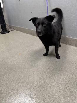 Rescue Australian Shepherd and Mixed Breed Dogs for Adoption in Las Vegas, Nevada - WORM | PetCurious