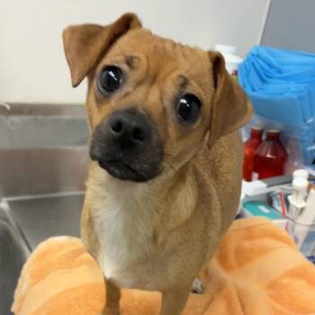 Tulip -  Chihuahua and Terrier Dog for Adoption in Birmingham, Alabama - Tulip | PetCurious