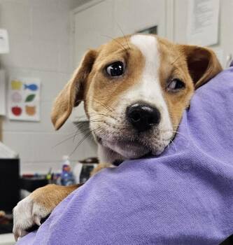 Labrador Retriever and Mixed Breed Dogs Available for Adoption in St. Louis, Missouri - BOOKIE | PetCurious
