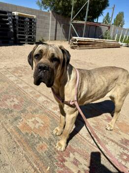 Lexie -  Cane Corso Dog for Adoption in Glendale, Arizona - Lexie | PetCurious