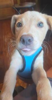 Clapton -  Labrador Retriever and Hound Dog for Adoption in Berlin, New Jersey - Clapton | PetCurious