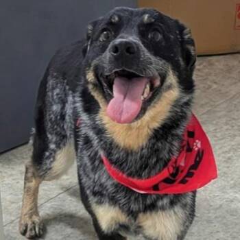 Melody -  Australian Cattle Dog Blue Heeler Dog for Adoption in Hawthorne, California - Melody | PetCurious
