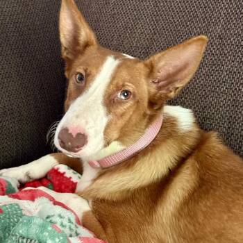 Gemma (SAD STORY alert) -  Portuguese Podengo Dog for Adoption in Hanson, Massachusetts - Gemma (SAD STORY Alert) | PetCurious