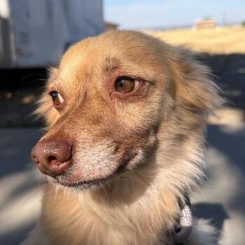 Robert -  Pomeranian Dog for Adoption in St. Augustine, Florida - Robert | PetCurious