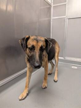 MAEVE -  German Shepherd Dog Dog for Adoption in Ontario, California - MAEVE | PetCurious