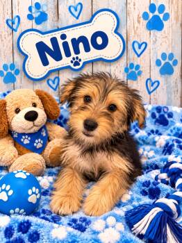 Nino -  Yorkshire Terrier and Schnauzer Dog for Adoption in Union Beach, New Jersey - Nino | PetCurious