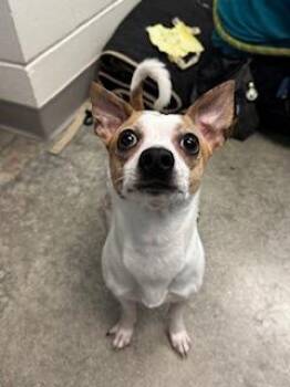 Mixed Breed Dogs Available for Adoption in Key West, Florida - Nile | PetCurious