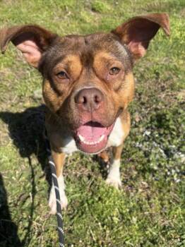 Pit Bull Terrier and Mixed Breed Dogs Available for Adoption - GLUE STICK | PetCurious